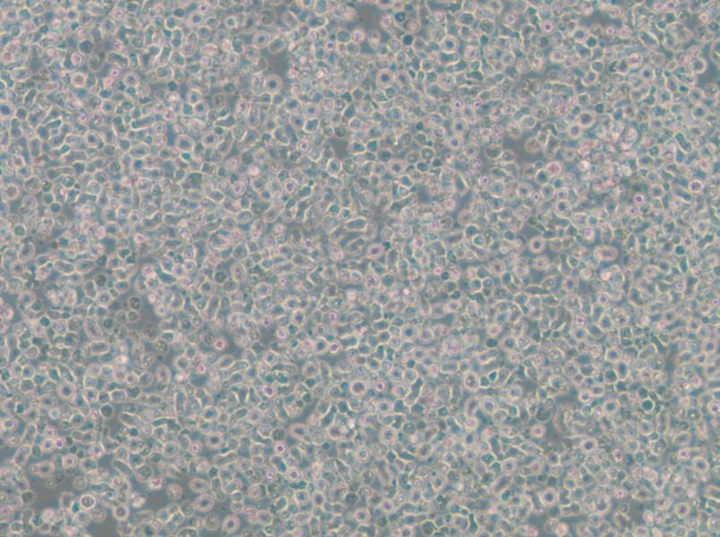 ST486 Cell Complete Medium - small - 5