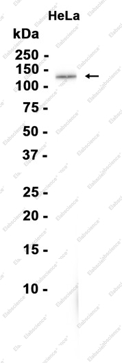 Recombinant PER2 Monoclonal Antibody - 2