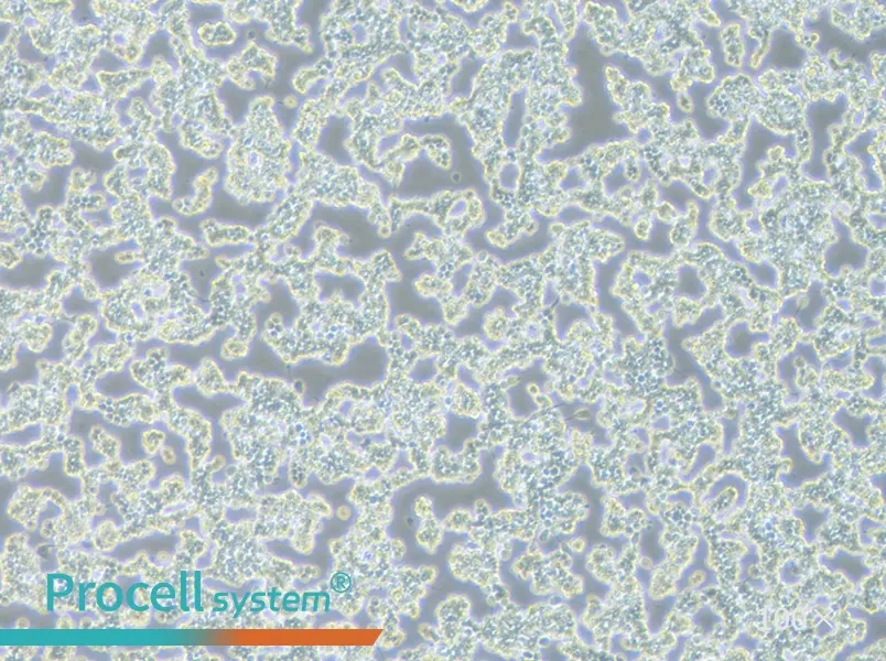 RAW 264.7 Cell Complete Medium - 3