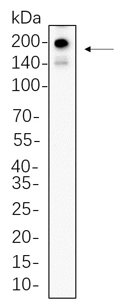 Recombinant PDGFR-α Monoclonal Antibody-searchlist-1