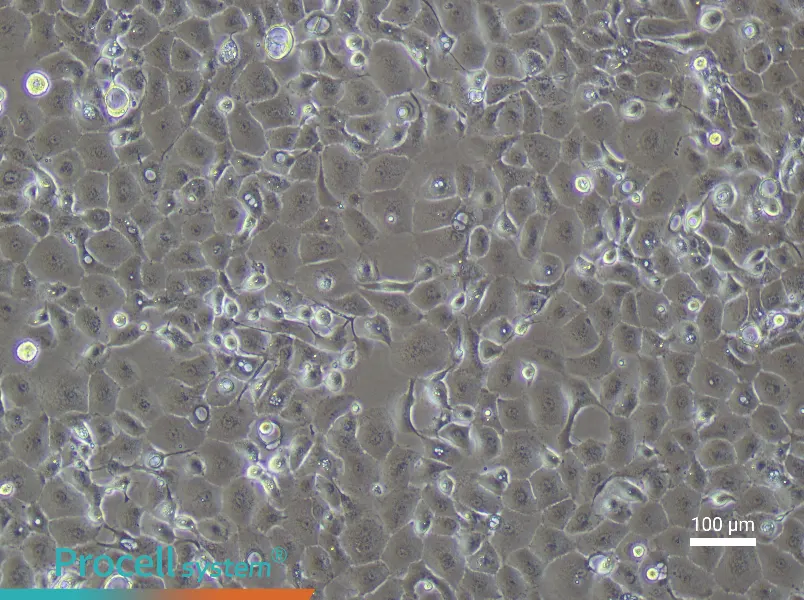 Rabbit Corneal Epithelial Cell Complete Medium - 2