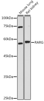 Western blot analysis of extracts of various cell lines using RARG Polyclonal Antibody at 1:1000 dilution.