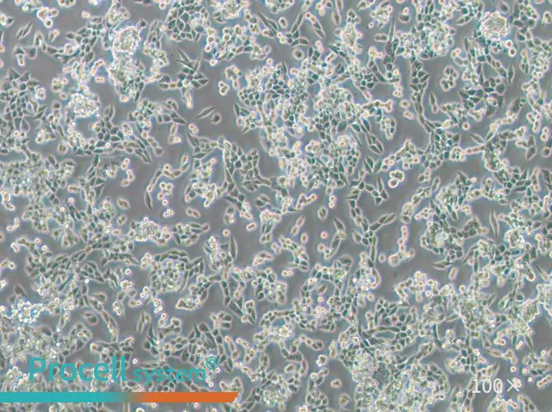 LLC [LL/2; LLC1] Cell Complete Medium - 2