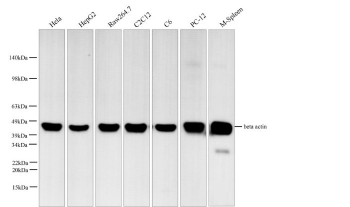 beta actin Monoclonal Antibody - small - 8