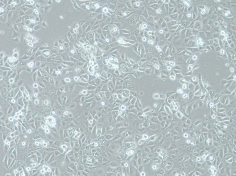 COLO-680N Cell Complete Medium-searchlist-1