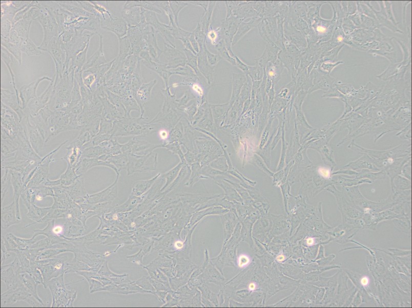 NCI-H196 Cell Complete Medium-searchlist-1