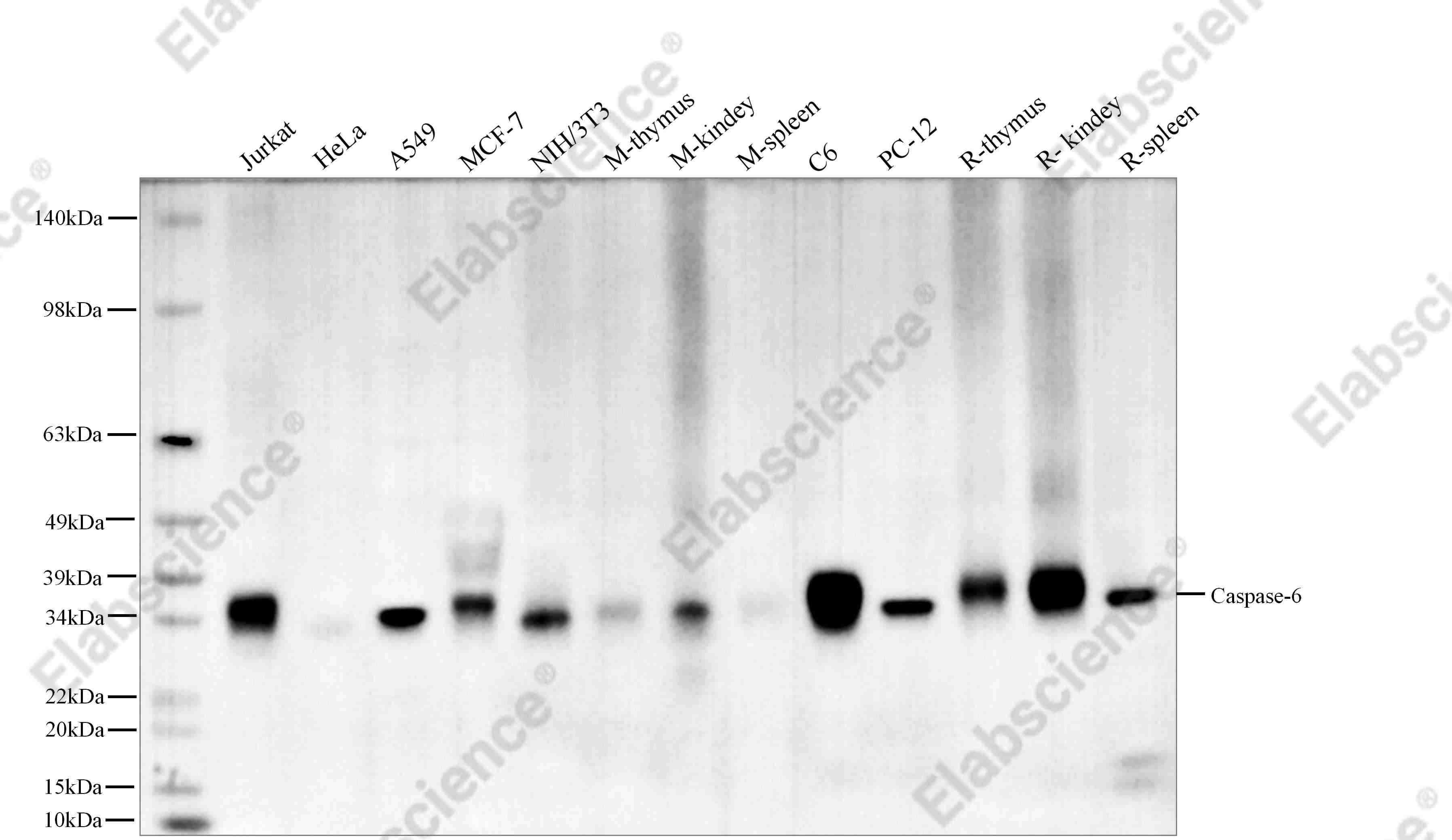 Recombinant Caspase-6 Monoclonal Antibody - 1