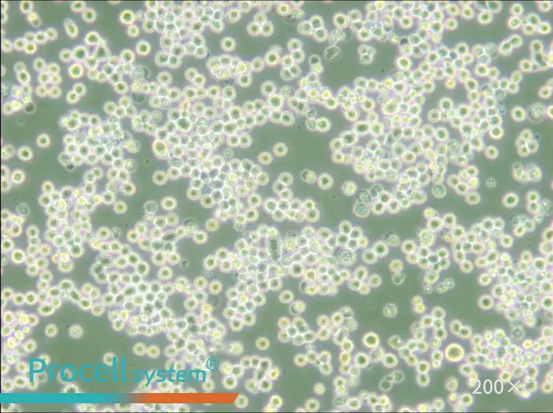 MR1 Cell Complete Medium - 4
