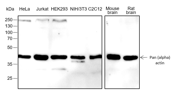 Recombinant Pan-Actin Monoclonal Antibody-searchlist-1