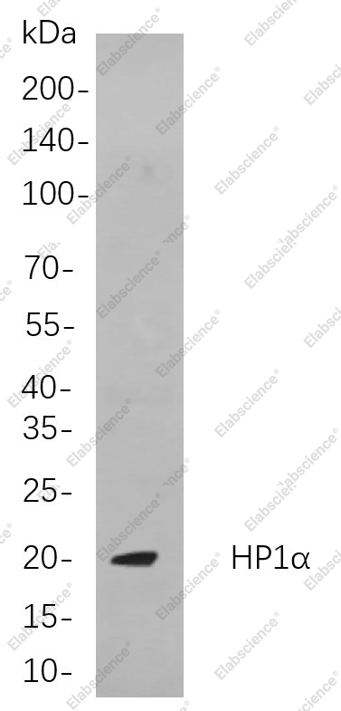 Recombinant HP1α Monoclonal Antibody - 1