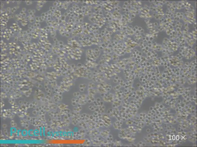 A20 Cell Complete MediumA20 Cell Complete Medium - 2