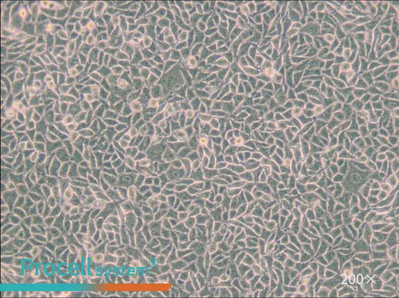 B82 Cell Complete Medium - 6