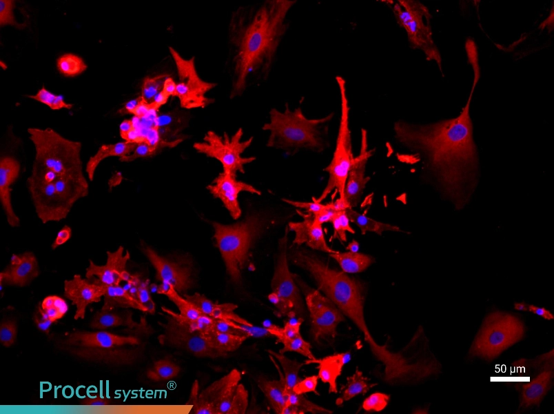 Rat Cardiomyocyte Complete Medium - 1