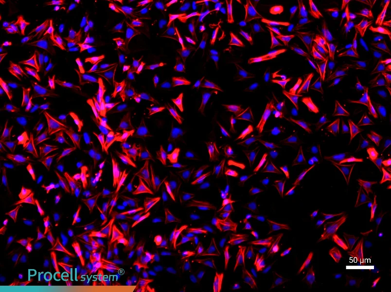 Rat Colonic Smooth Muscle Cells - 1