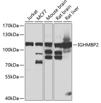 Western blot analysis of extracts of various cell lines using IGHMBP2 Polyclonal Antibody at 1:1000 dilution.