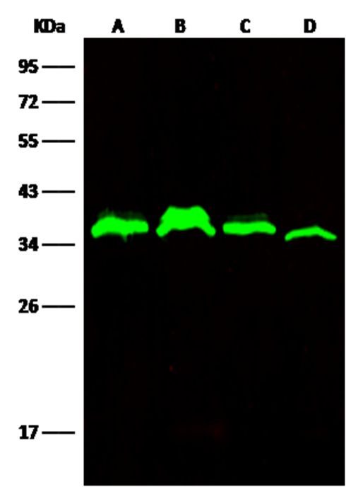 C1QBP/HABP1 Monoclonal Antibody