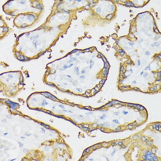 Immunohistochemistry of paraffin-embedded Human placenta using ALPP Polyclonal Antibody at dilution of 1:100 (40x lens).