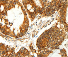 COX7B Polyclonal Antibody - 2