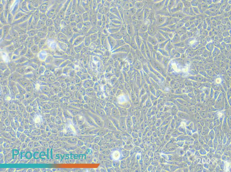 Eca-109 Cell Complete Medium - 4