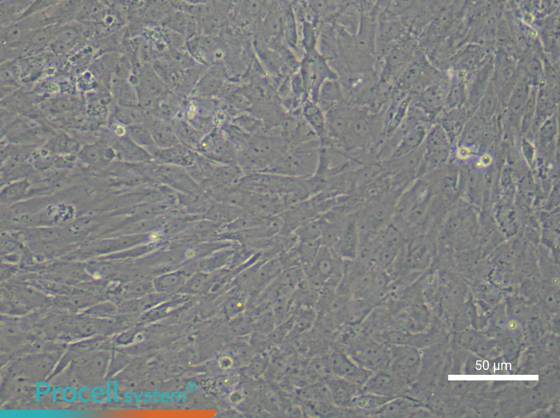 Rat Follicular Theca Cells - 6