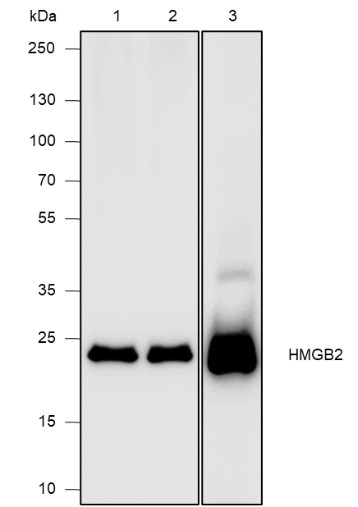 Recombinant HMGB2 Monoclonal Antibody-searchlist-1