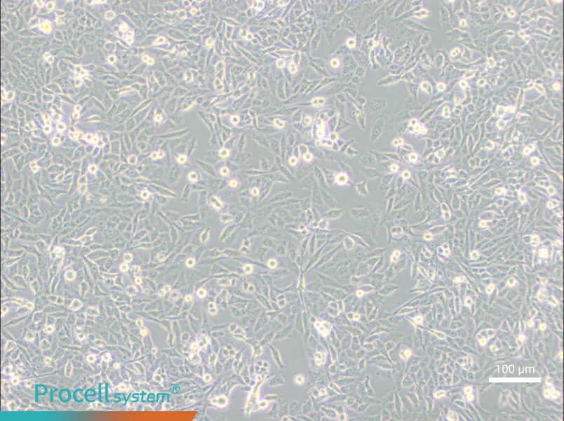 NCI-H157 - 1