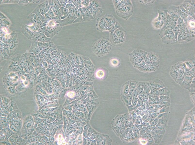 NCI-H1437 Cell Complete Medium - 4