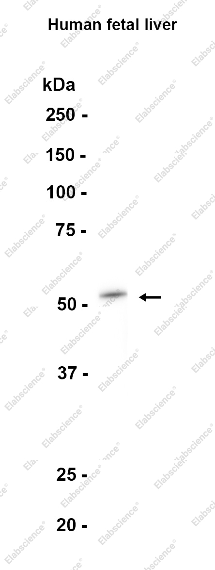 Recombinant 58K Golgi Protein Monoclonal Antibody - 1