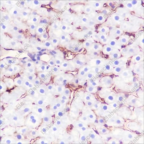Recombinant MHC Class I Monoclonal Antibody - 4