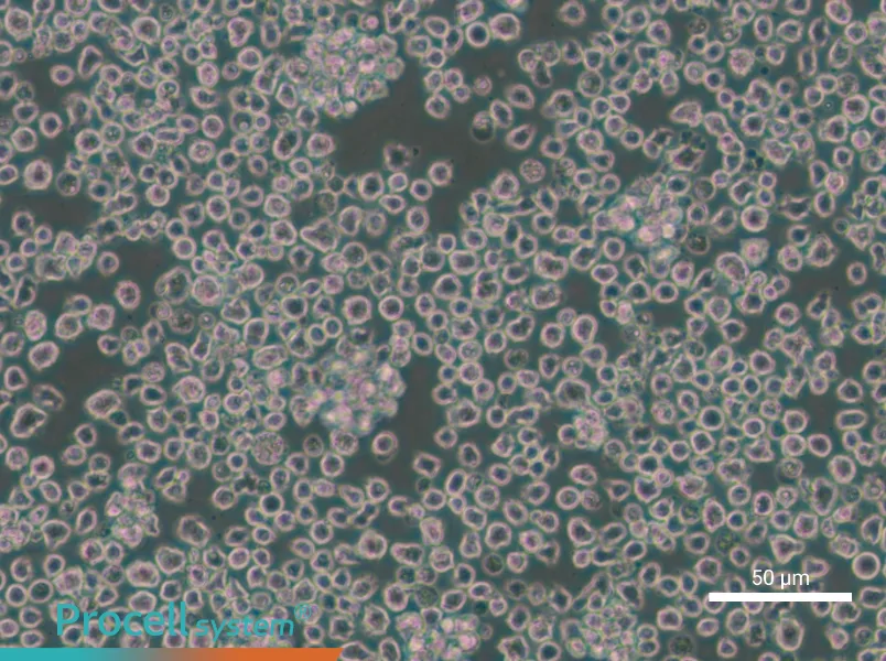 EL4 Cell Complete Medium - small - 5