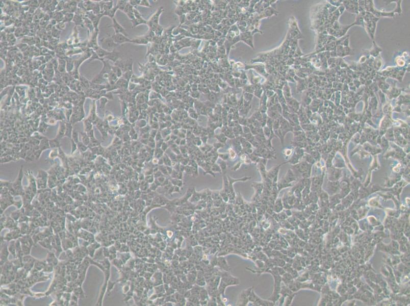 HePa1-6-LUC Cell Complete Medium - 3