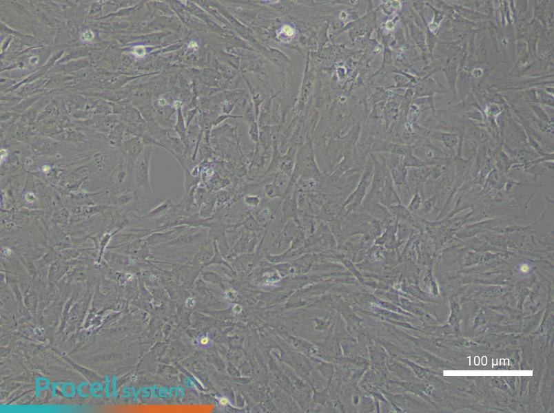 Mouse Brain Microvascular Pericyte Complete Medium - 2