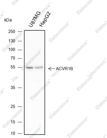 Recombinant Activin A Receptor Type IB/ALK-4 Monoclonal Antibody - 1