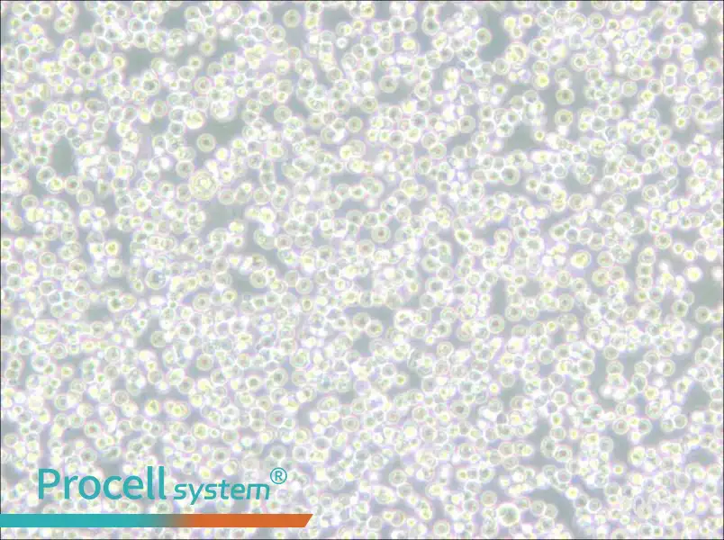 BALL-1 Cell Complete Medium - 4