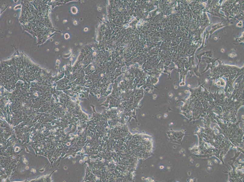 IM95m Cell Complete Medium - 3