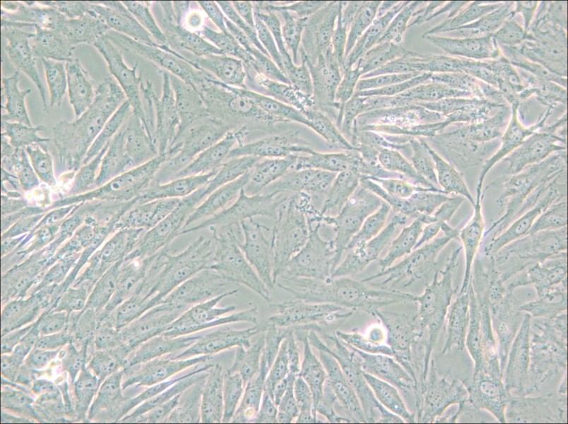 HS 683 Cell Complete Medium - small - 5