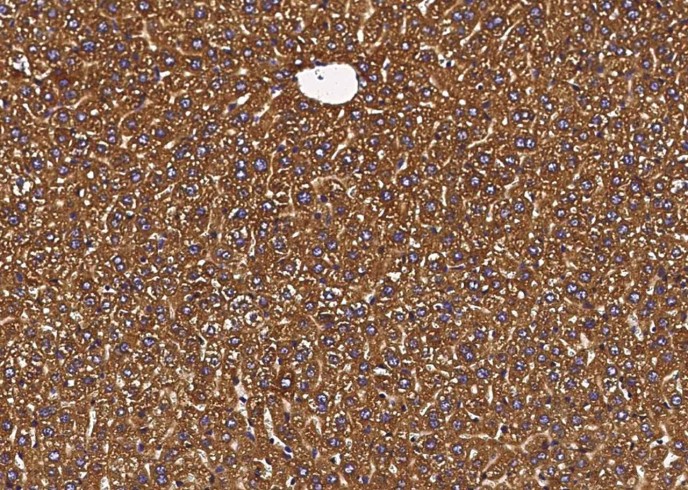 Recombinant P4HB Monoclonal Antibody-searchlist-1