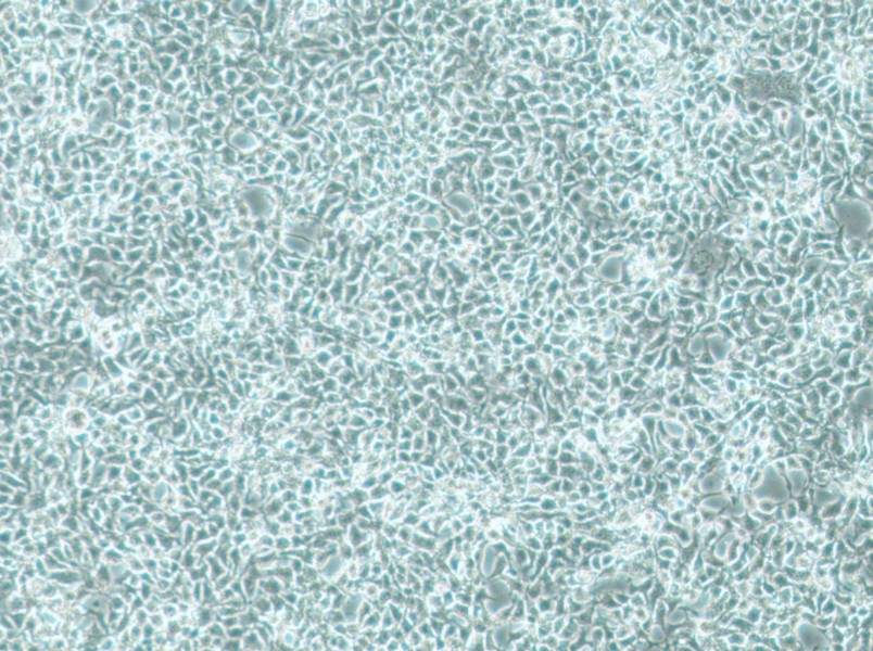 CAL-33 Cell Complete Medium - 3