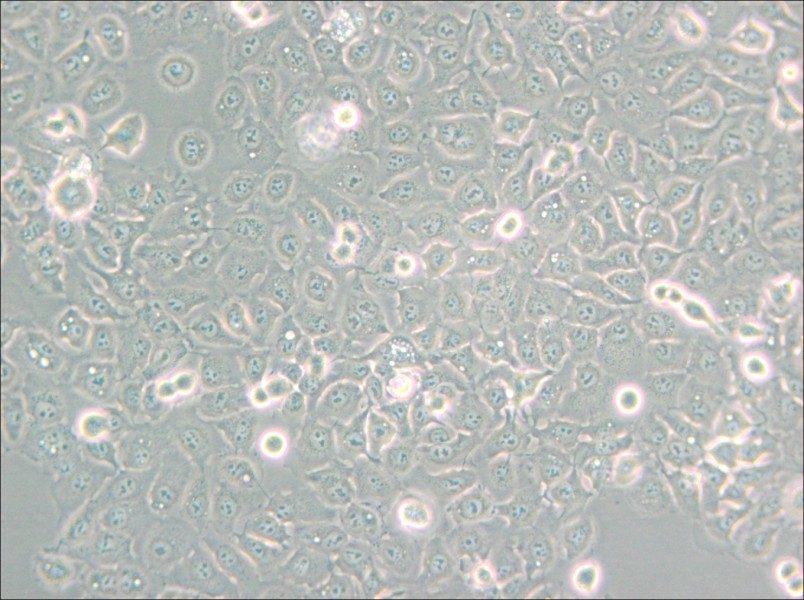 KYSE-150 Cell Complete Medium - small - 4