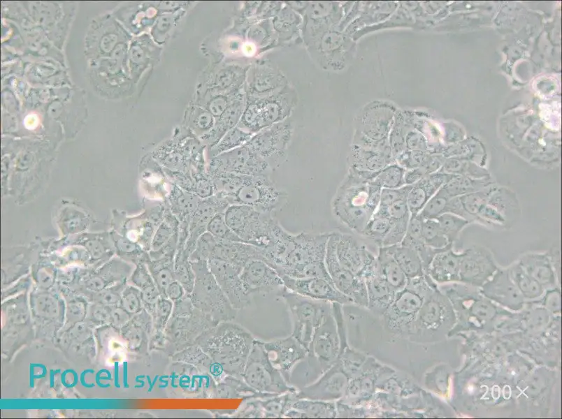 HT-1376 Cell Complete Medium - small - 4