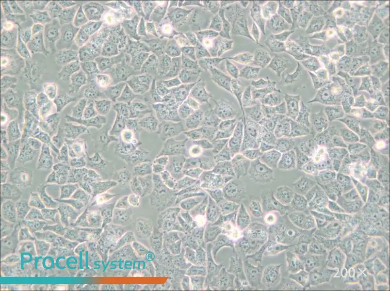 HuTu-80 Cell Complete Medium - 4