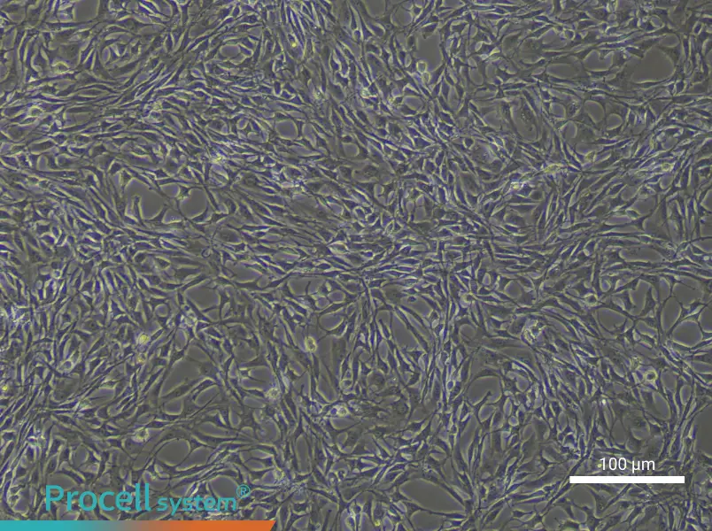 Rat Bone Marrow Mesenchymal Stem CellsRat Bone Marrow Mesenchymal Stem Cells - 3