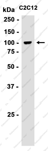 Recombinant MST1 Monoclonal Antibody - 2