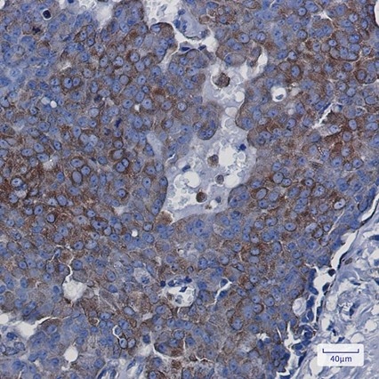 Recombinant BAP31 Monoclonal Antibody - 3