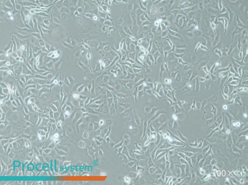 HCC1143 Cell Complete Medium - 1