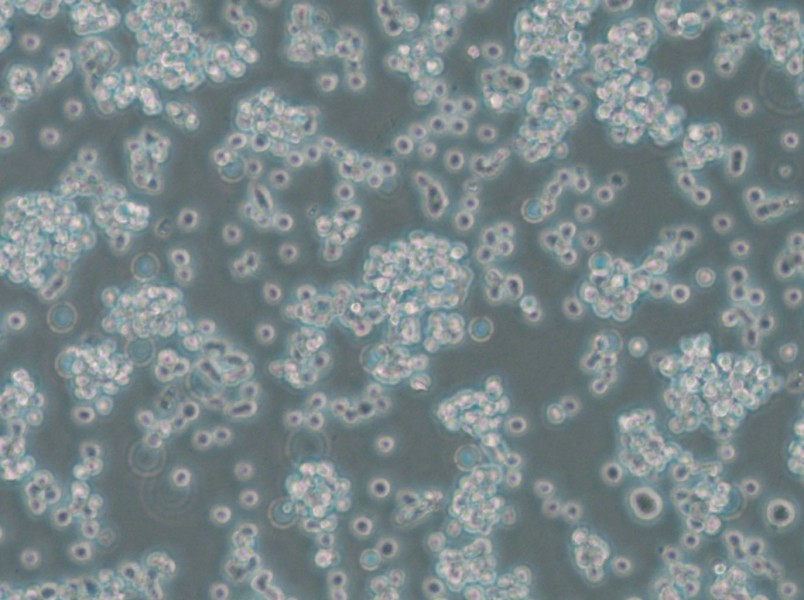 BC-3 Cell Complete Medium - 4