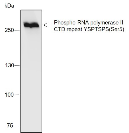 Recombinant Phospho-RNA Polymerase II CTD Repeat YSPTSPS (Ser5) Monoclonal Antibody - 2