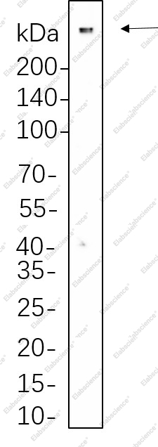 Recombinant 53BP1 Monoclonal Antibody - 1