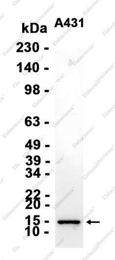 Recombinant Galectin 7 Monoclonal Antibody - 1
