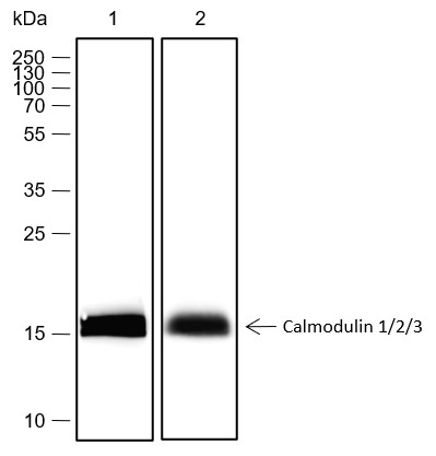 Recombinant Calmodulin 1/2/3 Monoclonal Antibody-searchlist-1